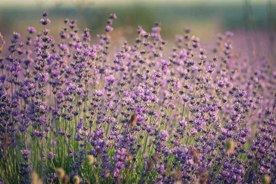 Why we love lavender