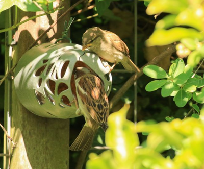 Wildlife