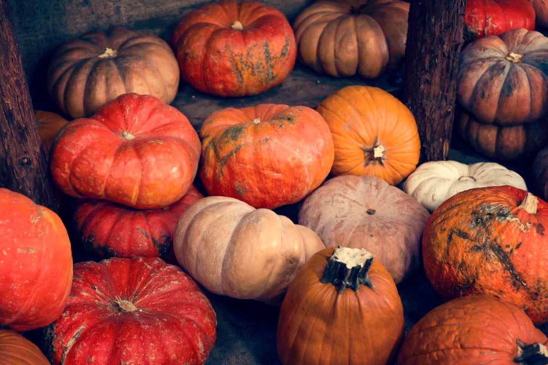 Pumpkin & Squash Recipes