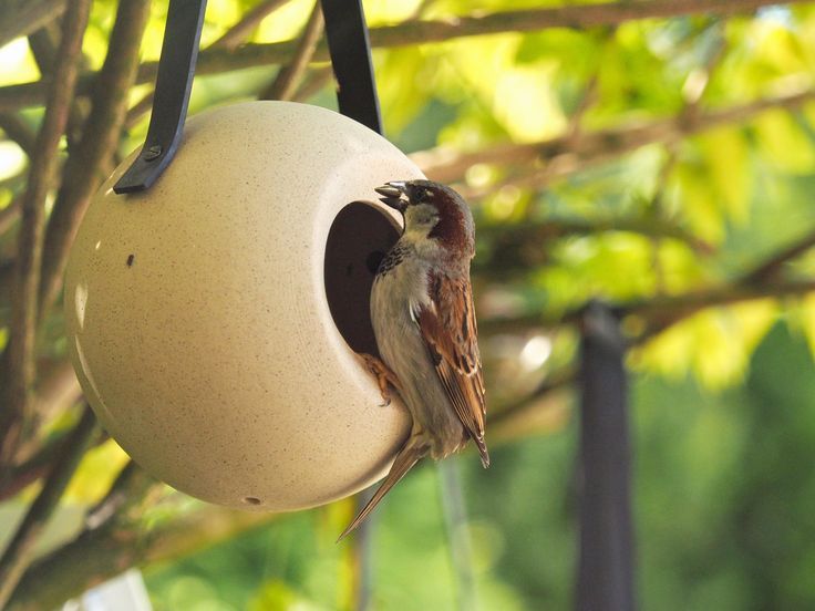 Birds & Insects