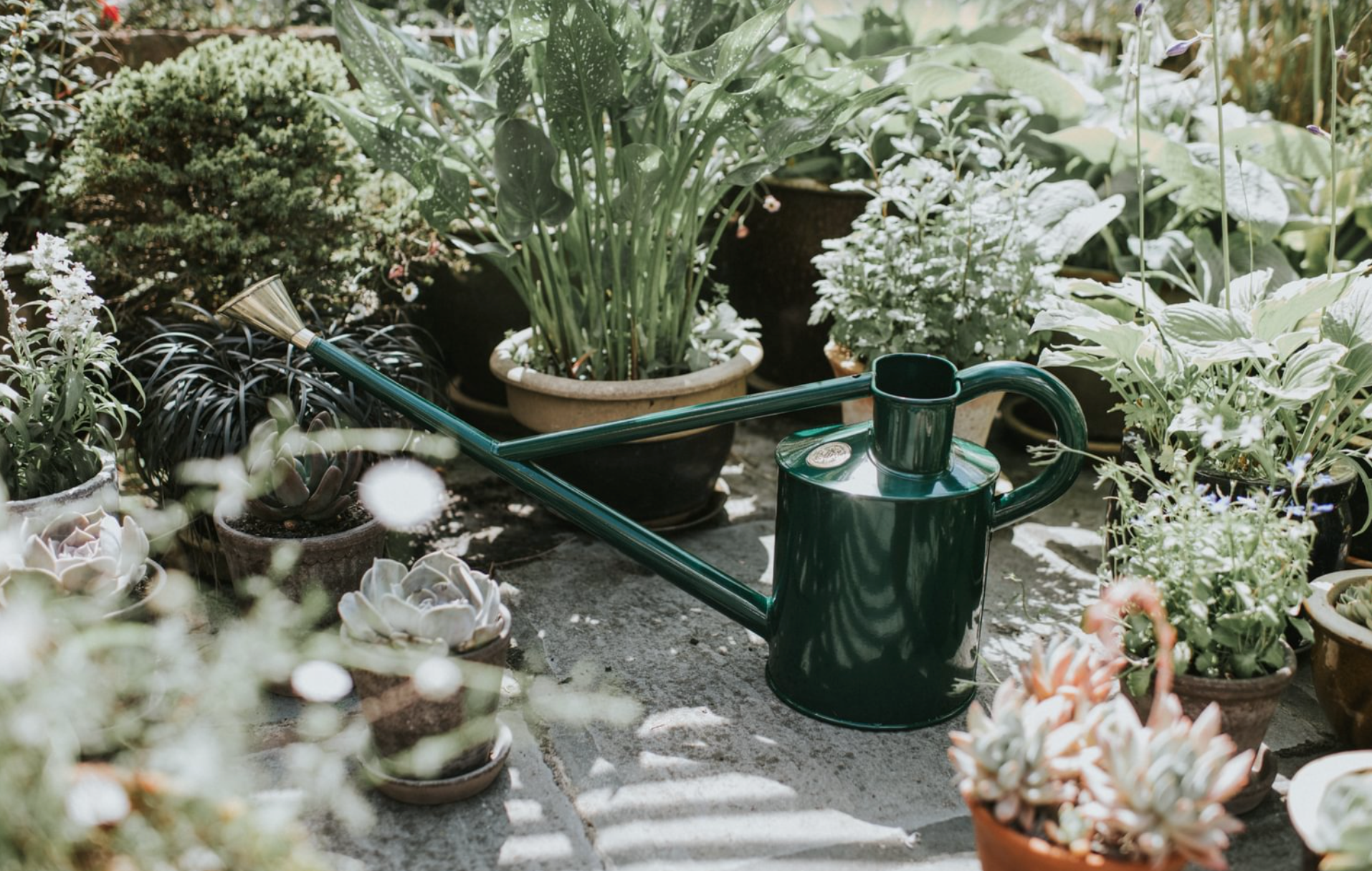 Watering