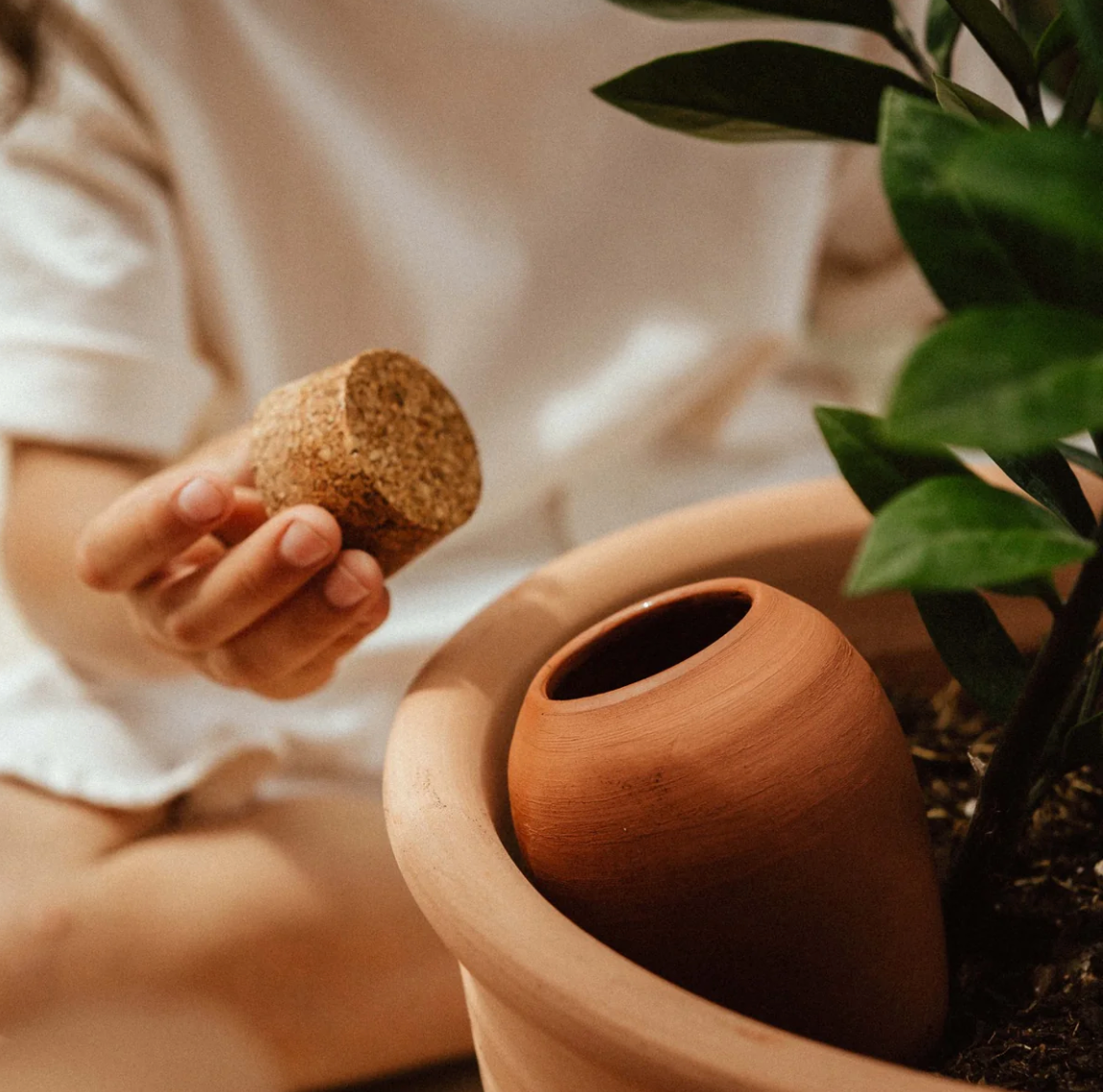 For the Houseplant Enthusiast