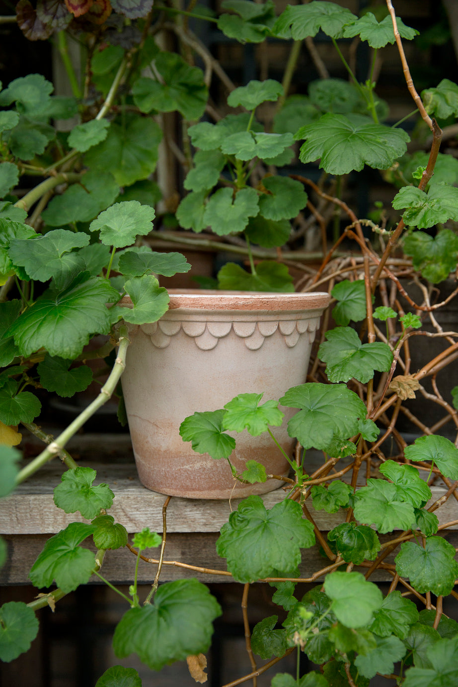 Pots & Planters