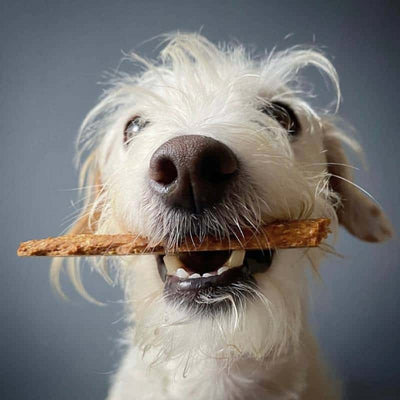 Pooch's