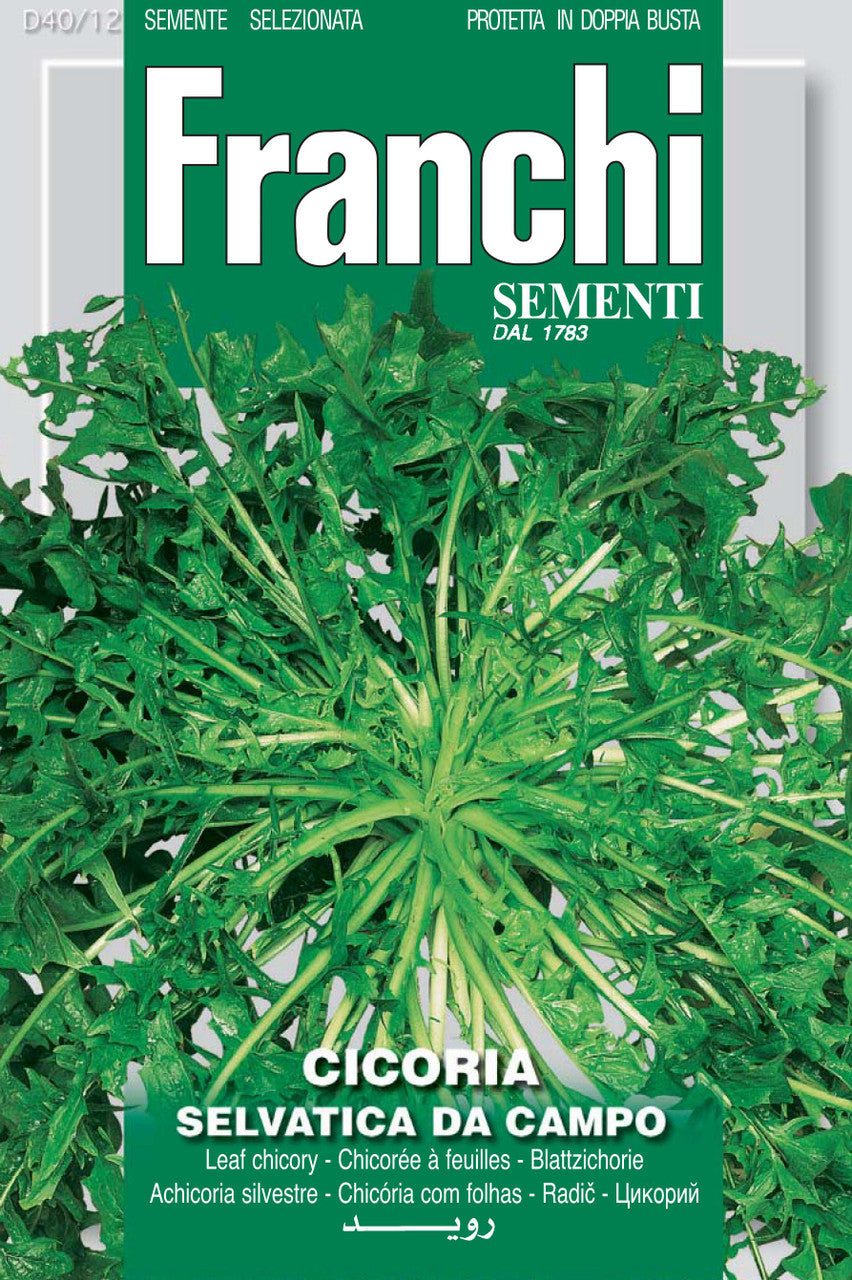 Franchi Chicory Salvatica