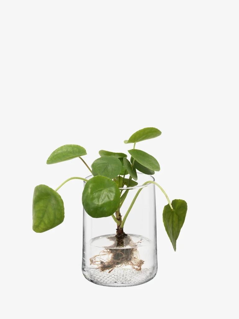 LSA Market Vase/Lantern H17.5cm Clear
