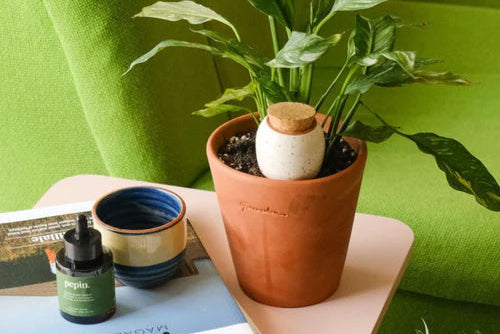Pepin: The Ancient Art of Olla Irrigation