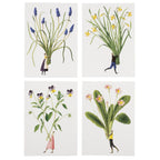 Laura Stoddart - Boxed 8 Card Set "Spring Flowers"