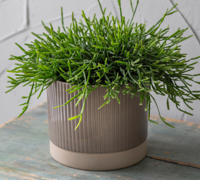 Garden Trading- Milton Plant Pot 30cm