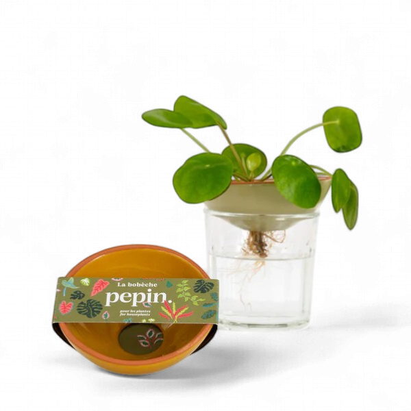 Pepin - Plants Bobeche / Yellow